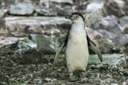 lci84_beauval_nature4