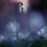 16_03_10_jeunes_talents_lachaud